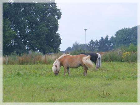 Juillet 2007