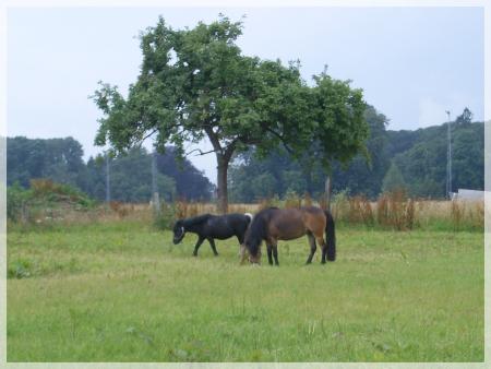 Juillet 2007