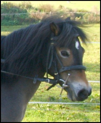 Mirtille